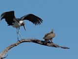 Africa 211 : Africa, Animal, Bird, Botswana, Chitabe, Marabou Stork, Okavango, White-backed Vulture